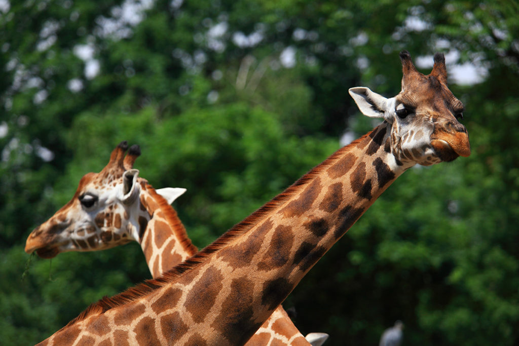 Zoos and Aquariums in New Jersey NJ Family