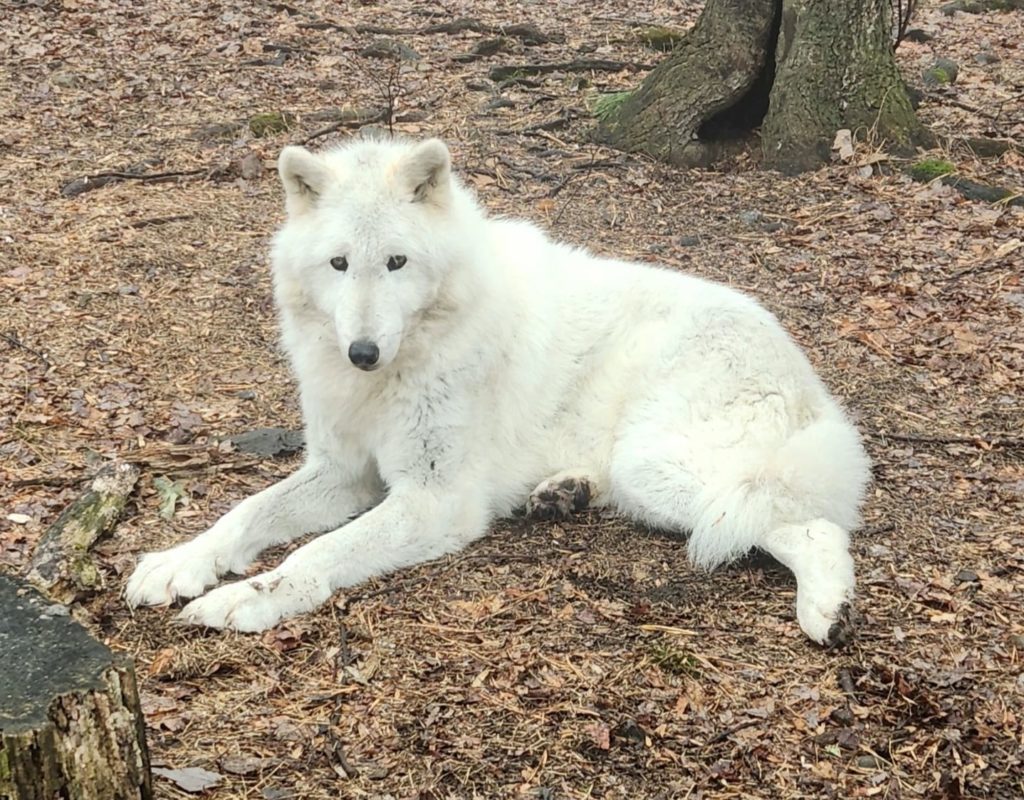 Meet the Wolves at the Lakota Wolf Preserve - NJ Family
