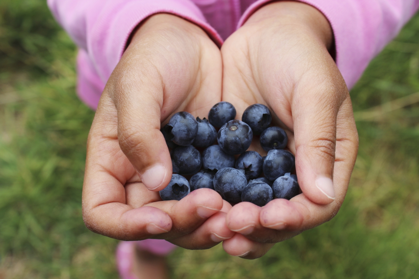 12 Great Blueberry Recipes
