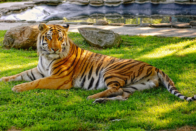 Visit Cape May County Park and Zoo