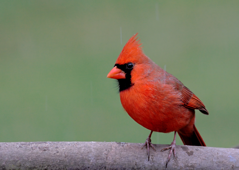 Nocturnal store birds nj