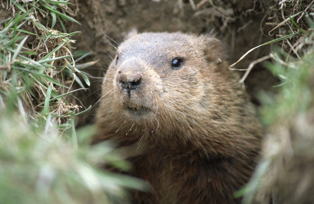 6 Groundhog Day Events Around the Garden State NJ Family