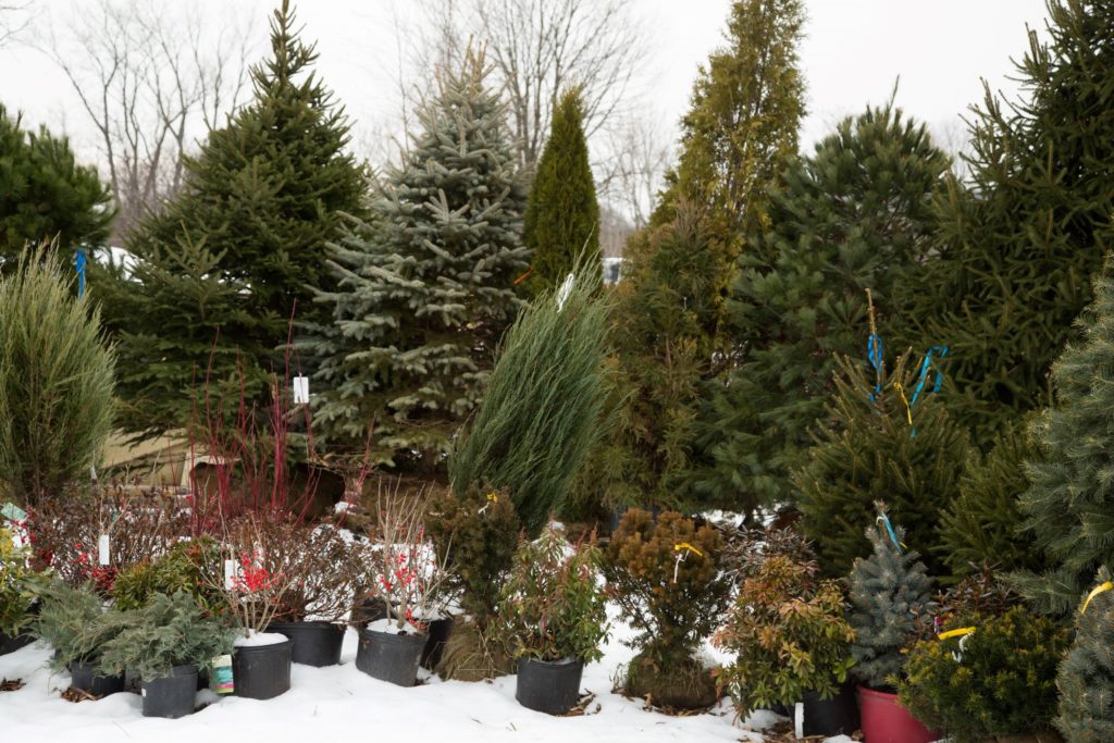 Where to Cut Your Own Christmas Trees in New Jersey NJ Family
