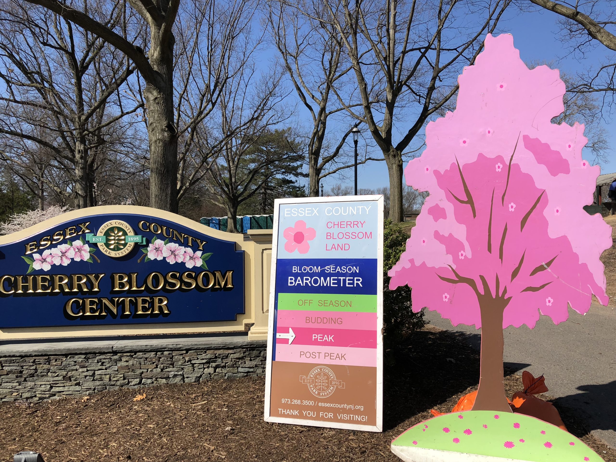 New Jersey's cherry blossoms coming early this year