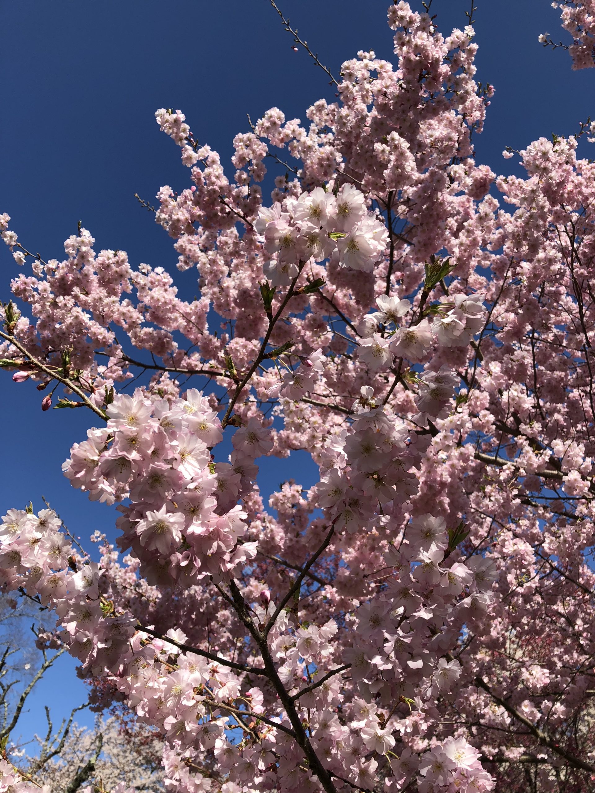 Cherry Blossom @ Branch Brook Park Newark , New Jersey 🇺🇸 2021