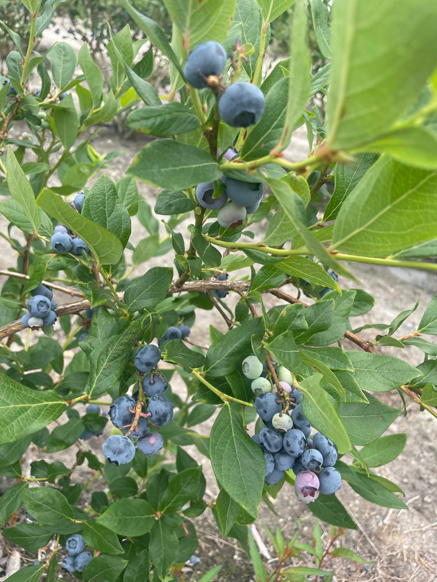 Where to Pick Your Own Blueberries in NJ NJ Family