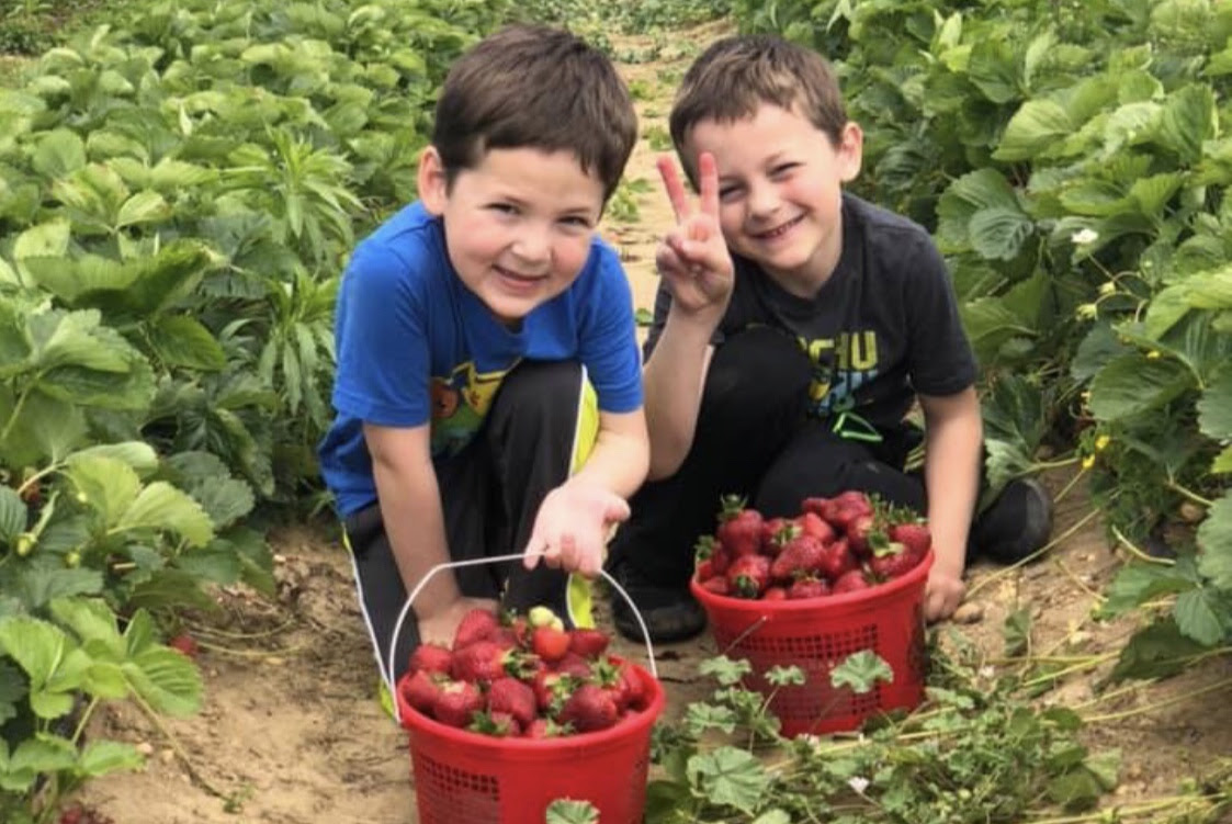 It's Pick-Your-Own Strawberry Time in New Jersey! - NJ Family