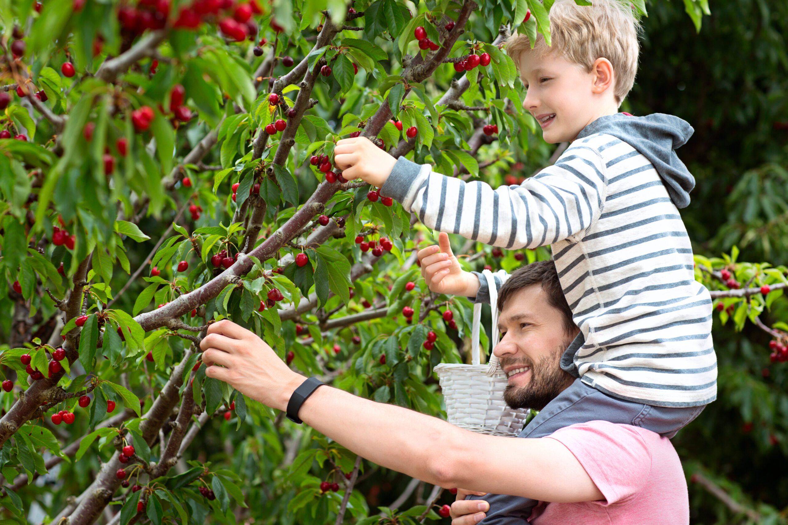 Picking Sour Cherries in New Jersey