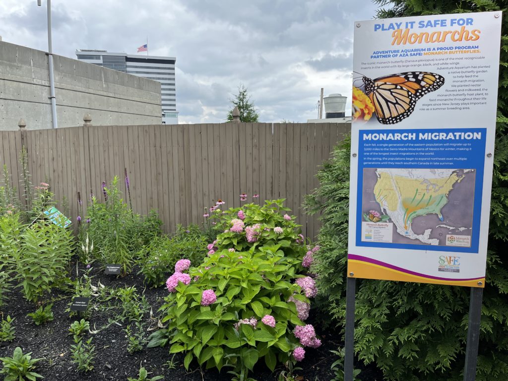 Beautiful Butterfly Gardens to Visit in NJ NJ Family