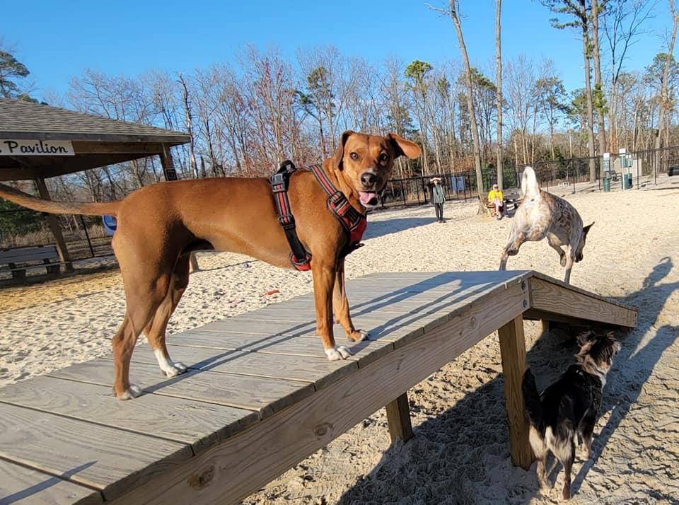 Take Your FourLegged Friends to These NJ Dog Parks! NJ Family