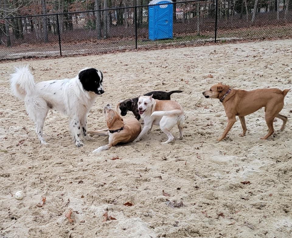 Take Your FourLegged Friends to These NJ Dog Parks! NJ Family