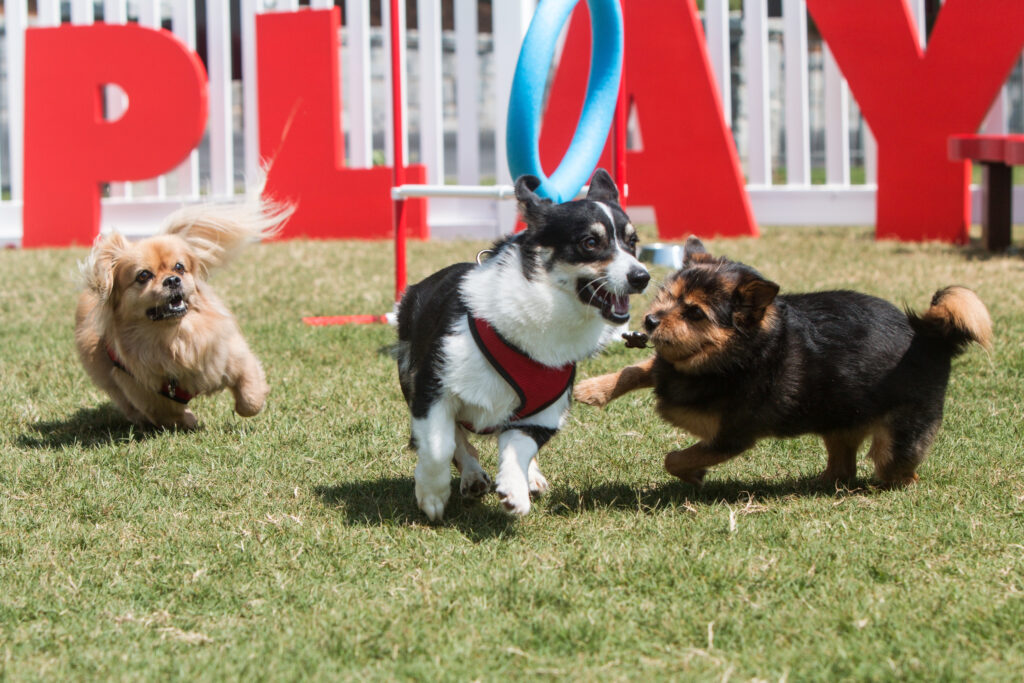 Take Your FourLegged Friends to These NJ Dog Parks NJ Family