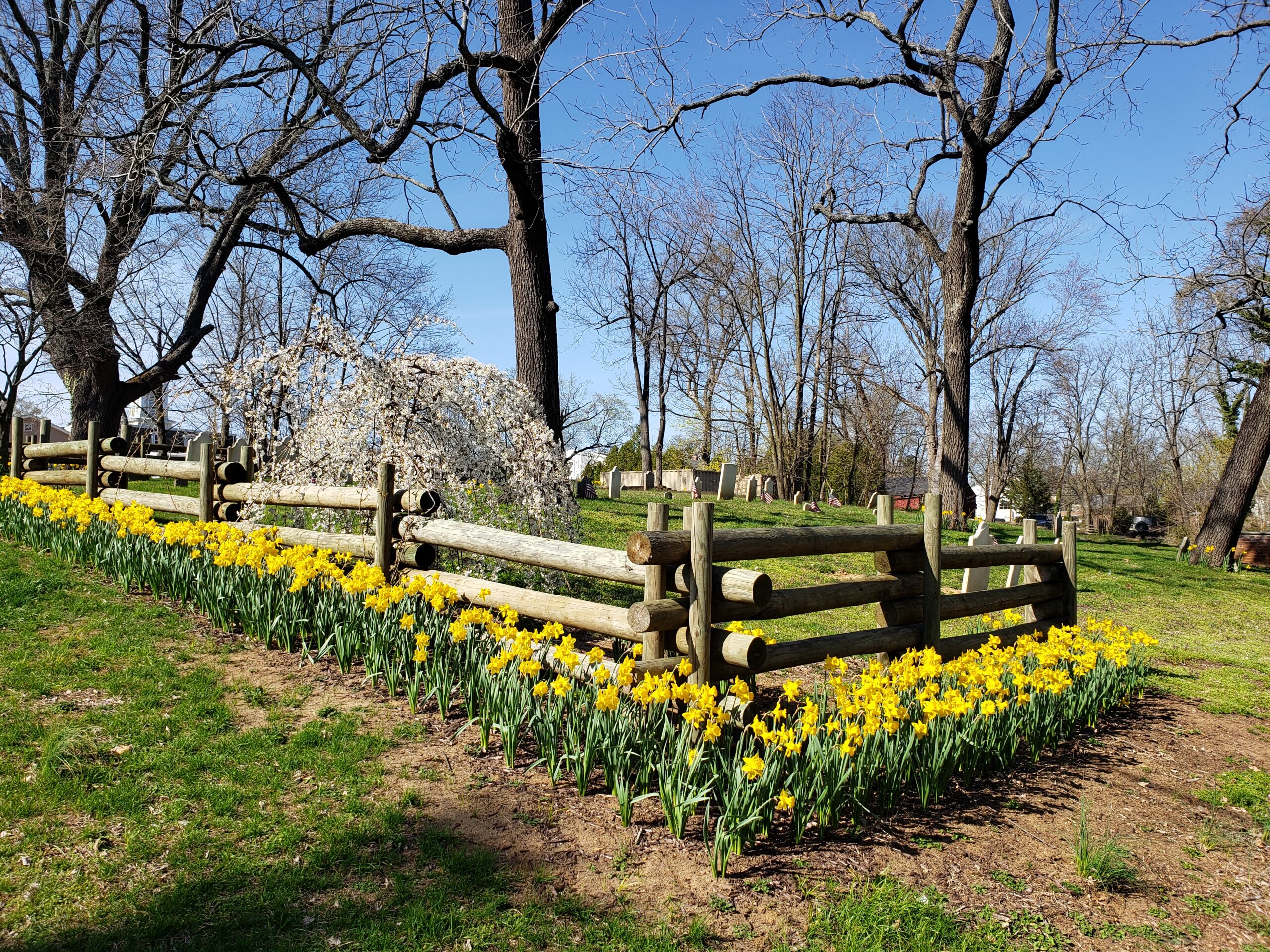 Springtime Flower Festivals In and Around NJ - NJ Family