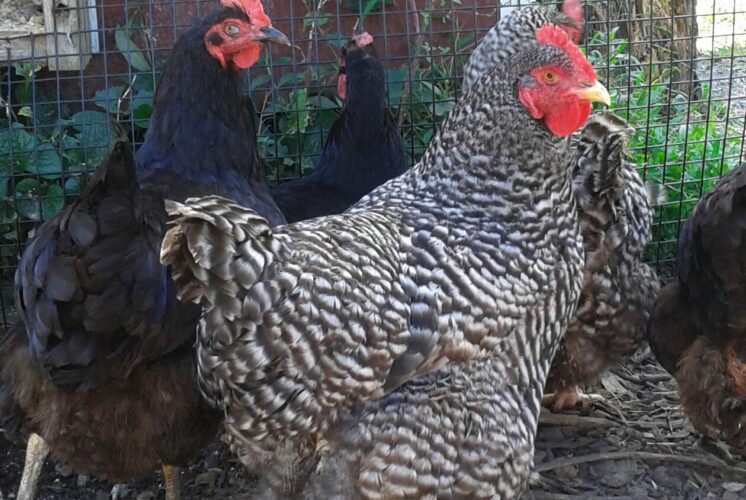 Read & Pick Chickens NJ Family