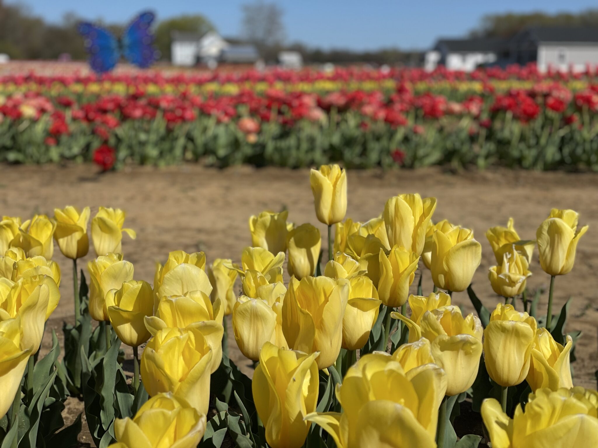 Springtime Flower Festivals In and Around New Jersey - NJ Family