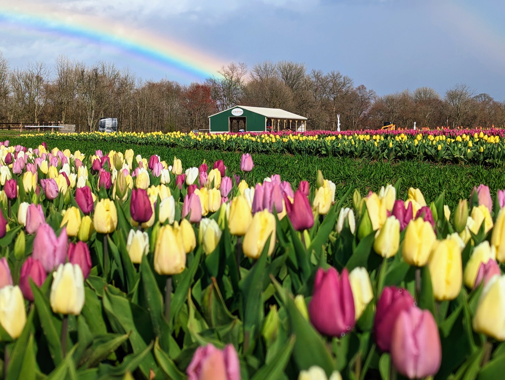 Springtime Flower Festivals In and Around NJ - NJ Family