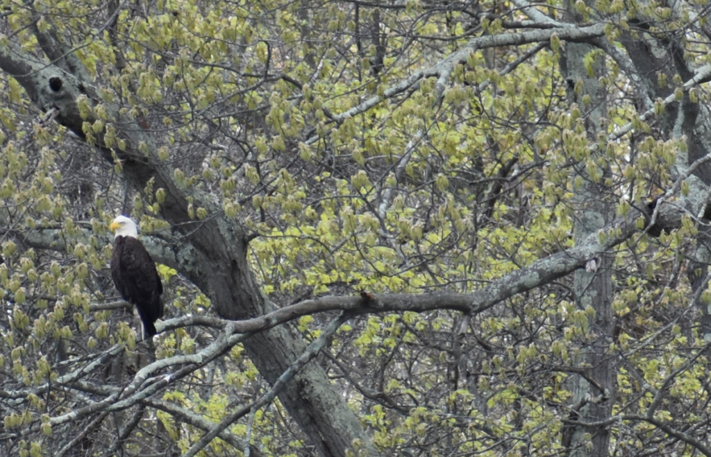 Where to See Bald Eagles in New Jersey - NJ Family