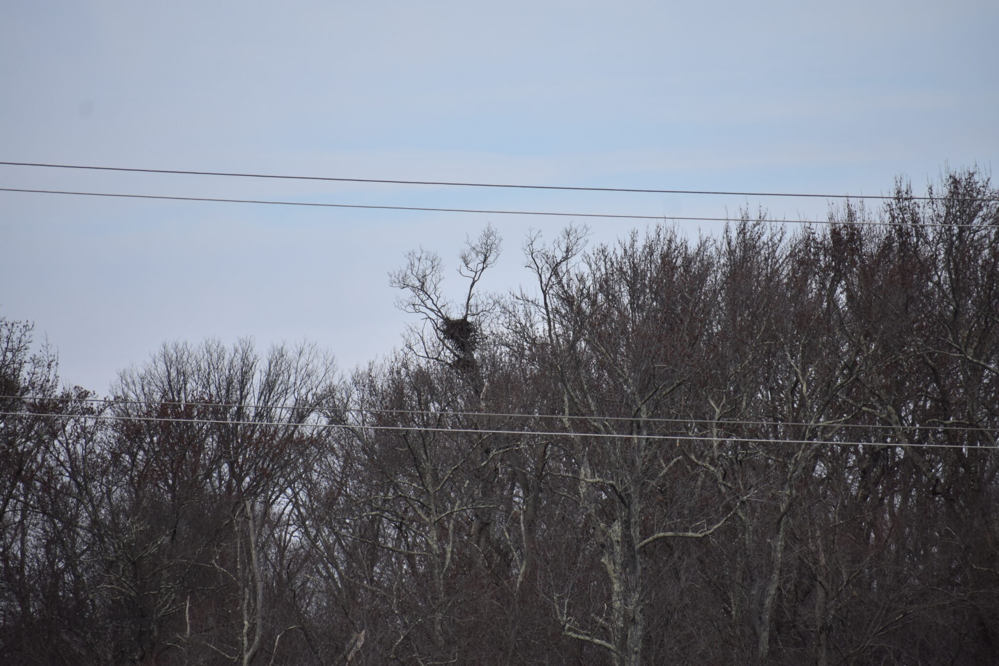 Where to See Bald Eagles in New Jersey NJ Family