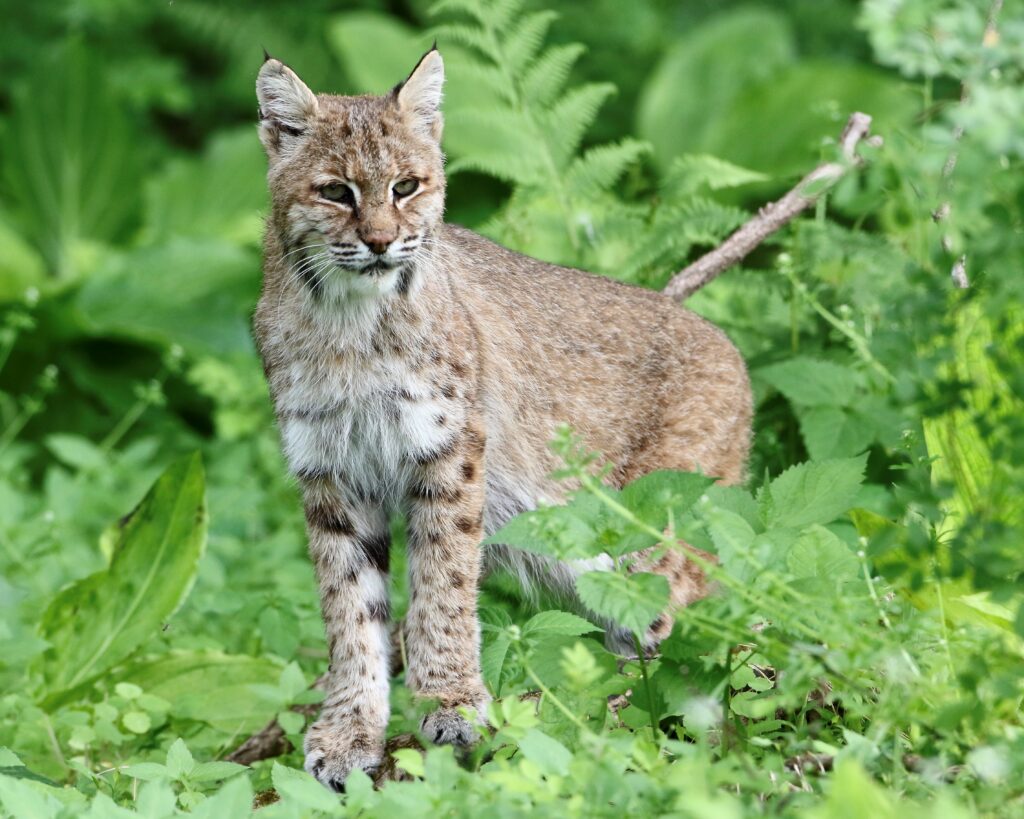 Saving New Jersey’s Endangered Bobcats NJ Family