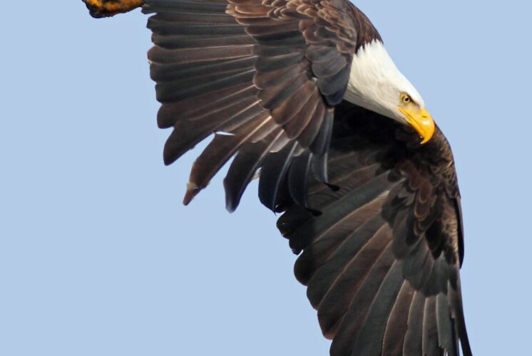 Return of the Bald Eagle - NJ Family