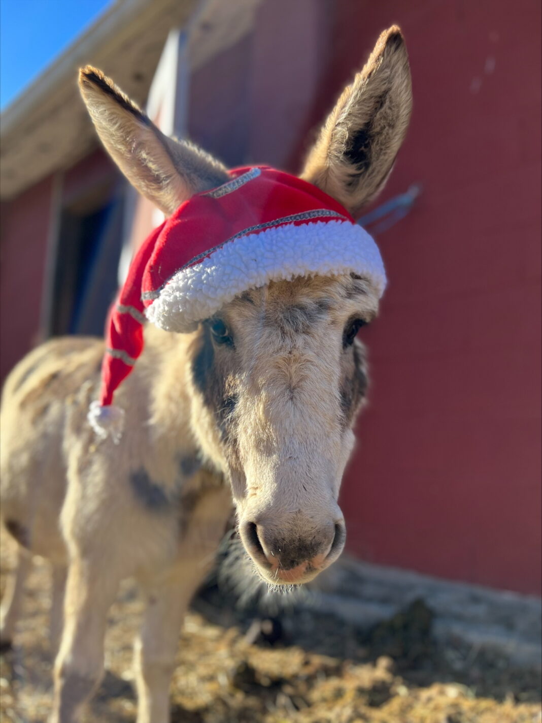 These New Jersey Farms Turn Into Winter Wonderlands For the Christmas ...