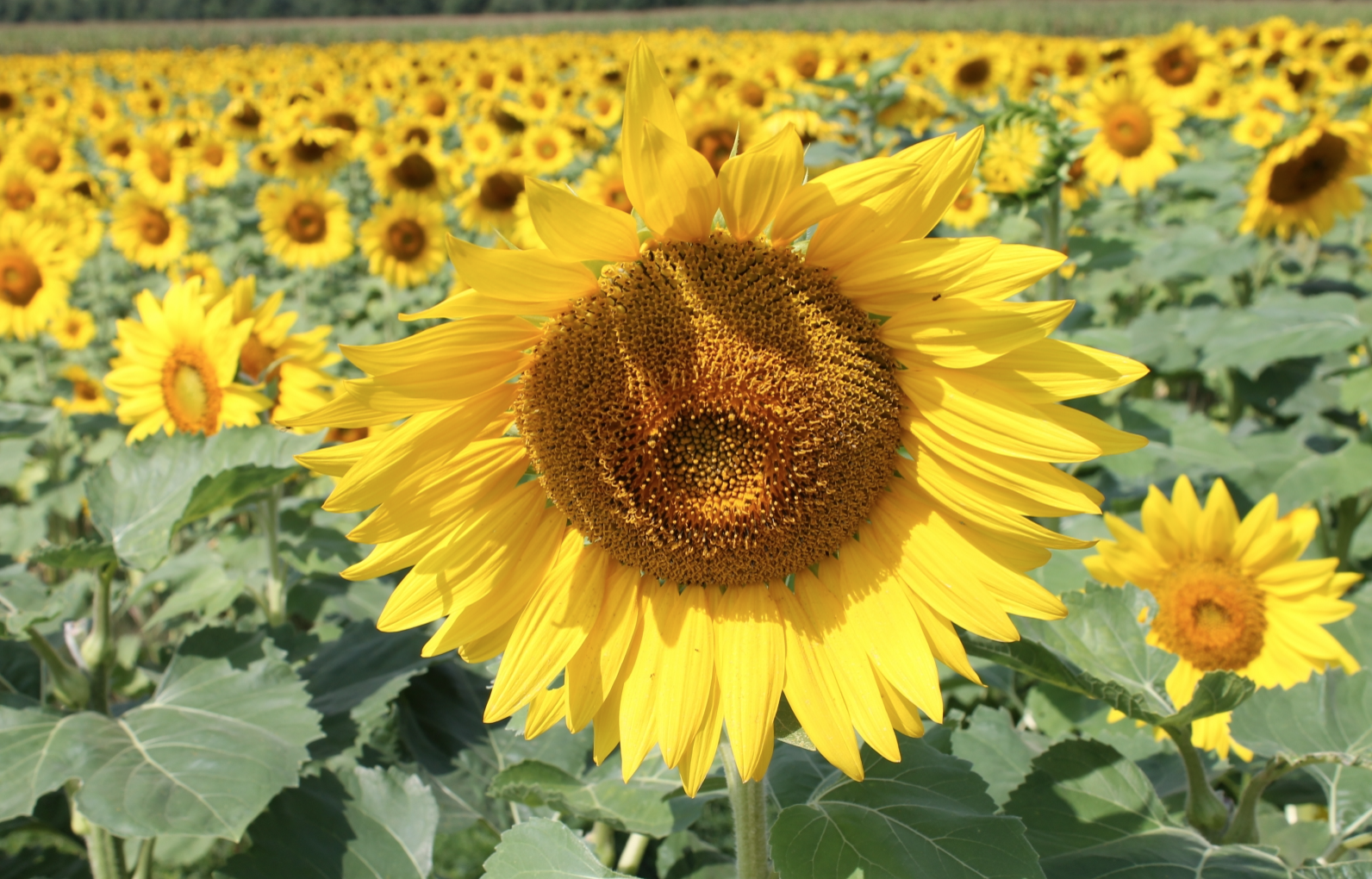 sunflower　3点 Why You Need to Visit the Sussex County Sunflower Maze ASAP - NJ