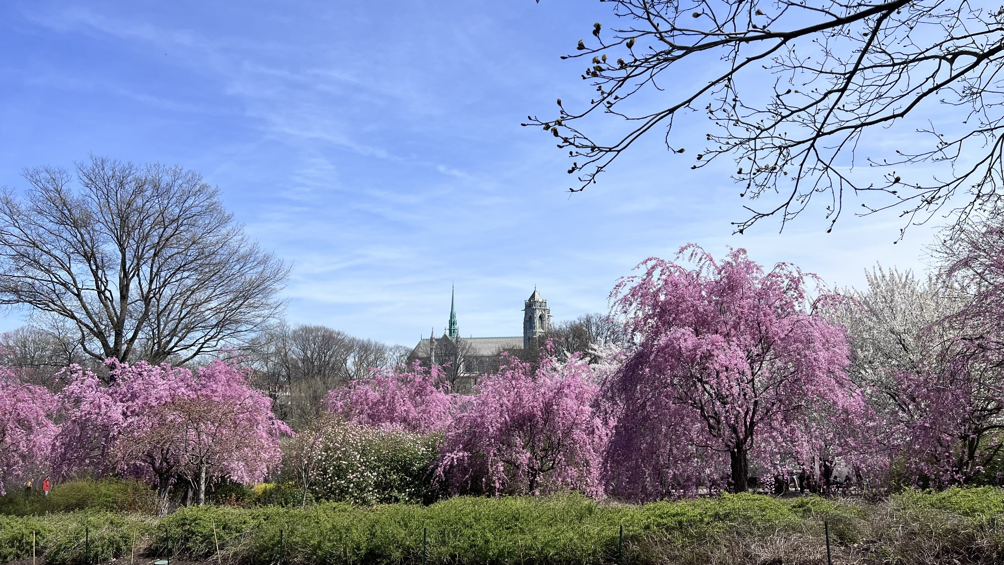 Best Gardens and Parks to See Spring Flowers in New Jersey - NJ Family