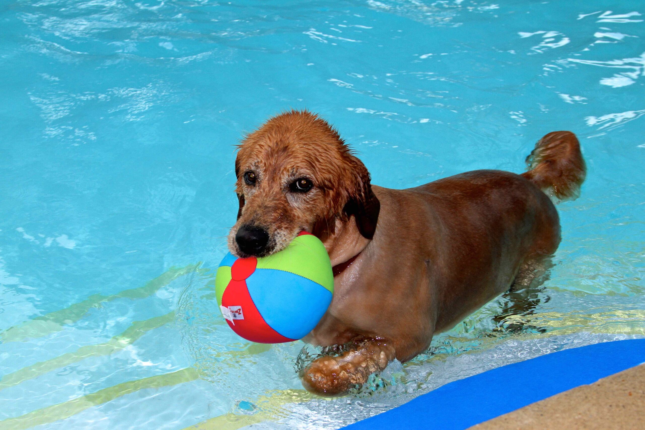 PigDog PuppaPalooza Pooch Pool Party & Beach Walk in Wildwood