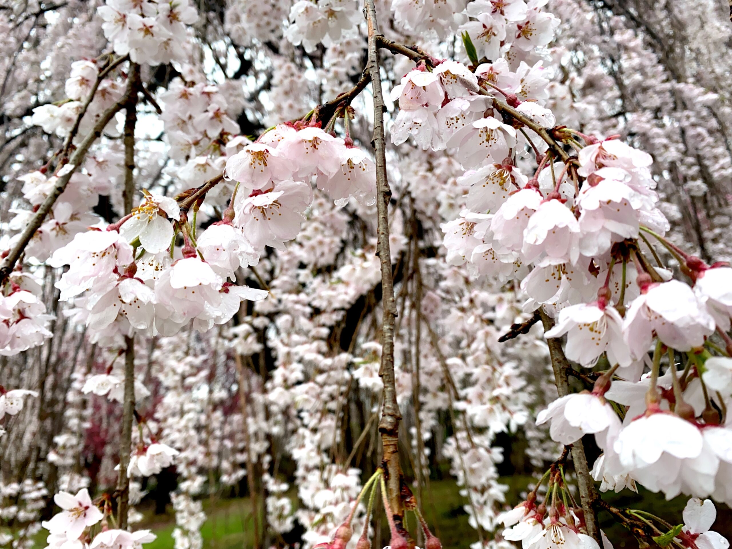 Cherry blossom trees at Essex County Branch Brook Park in Newark and Belleville