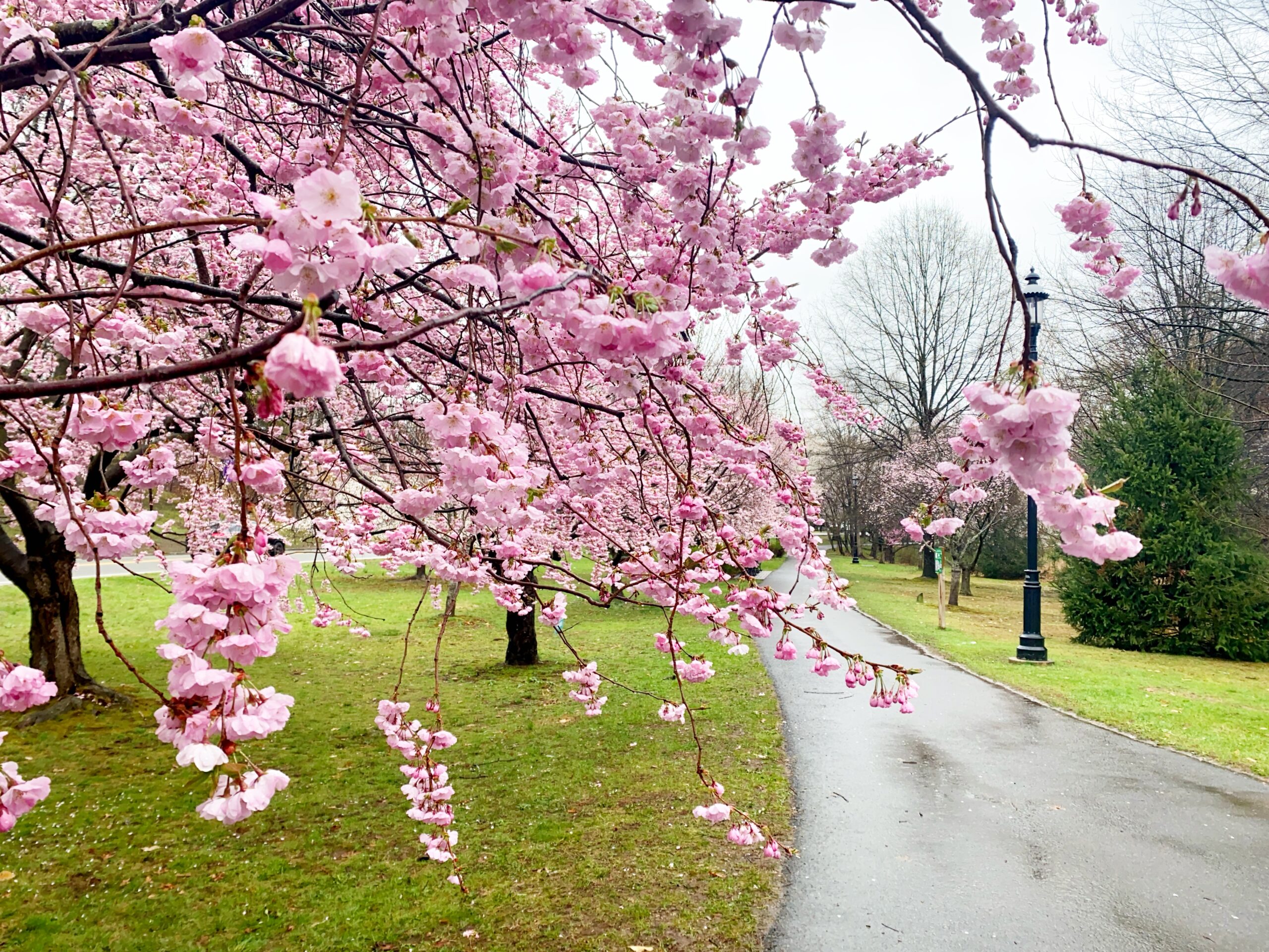 Cherry blossom trees at Essex County Branch Brook Park in Newark and Belleville
