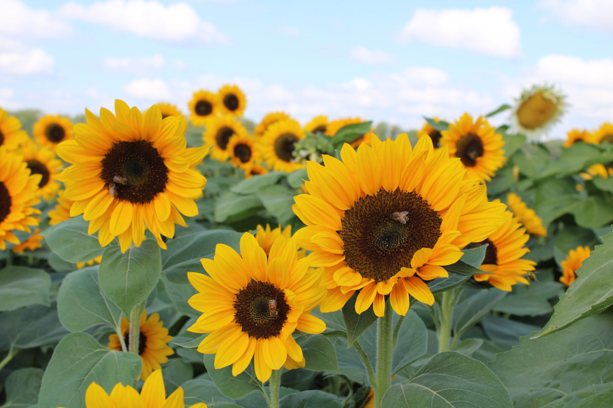 Spring Ridge Falol Farm U-Pick Sunflowers: Fall Festival at Holland Ridge Farms - NJ Family