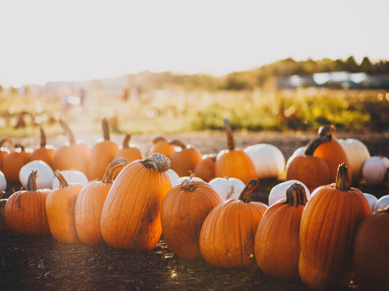 Fall Harvest Days at Norz Hill Farm - NJ Family