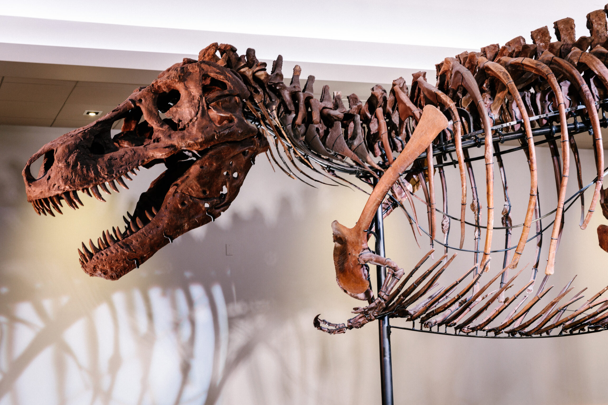 See the World's Most Complete T. Rex Skeleton at Liberty Science