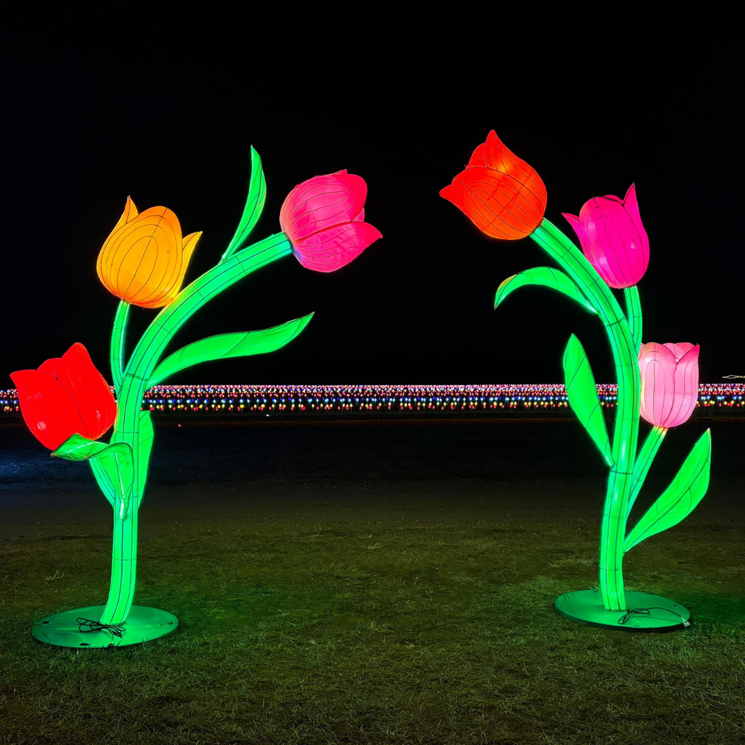 tulip様　ミンクファー　✳️350個 Tulipa Double Mid 'Foxy Foxtrot' Tulip from ADR Bulbs