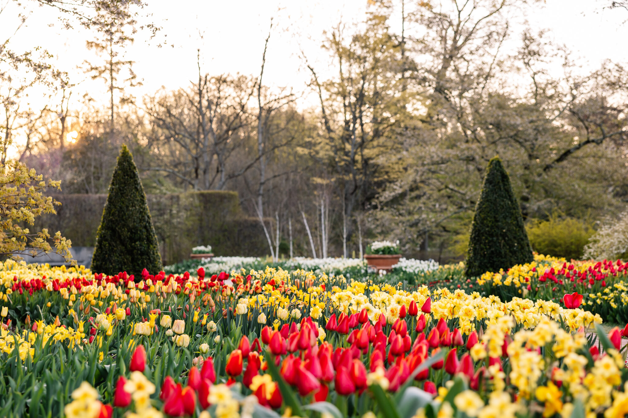 Spring In Nj Springtime Flower Festivals In and Around New Jersey - NJ Family
