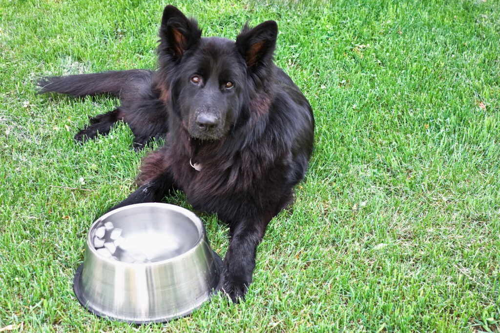 When Is It Too Hot for Your Pet? Summer Safety Tips for Heatstroke, Hot Pavement...